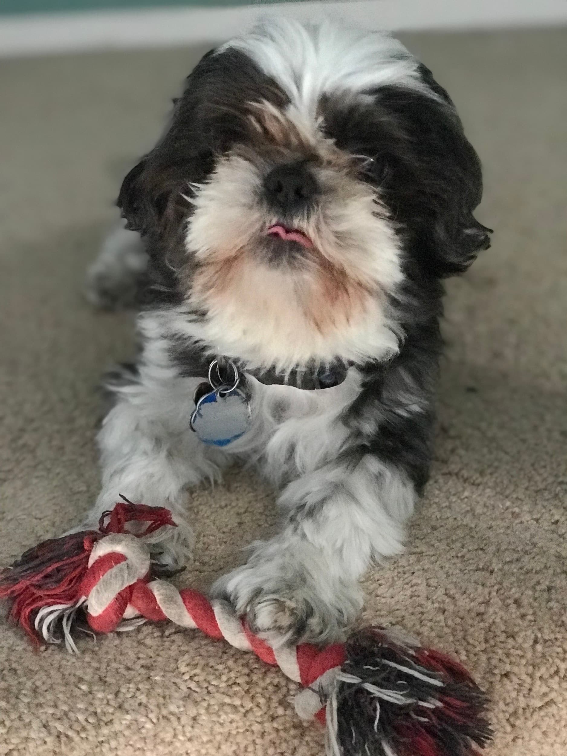 Young pup