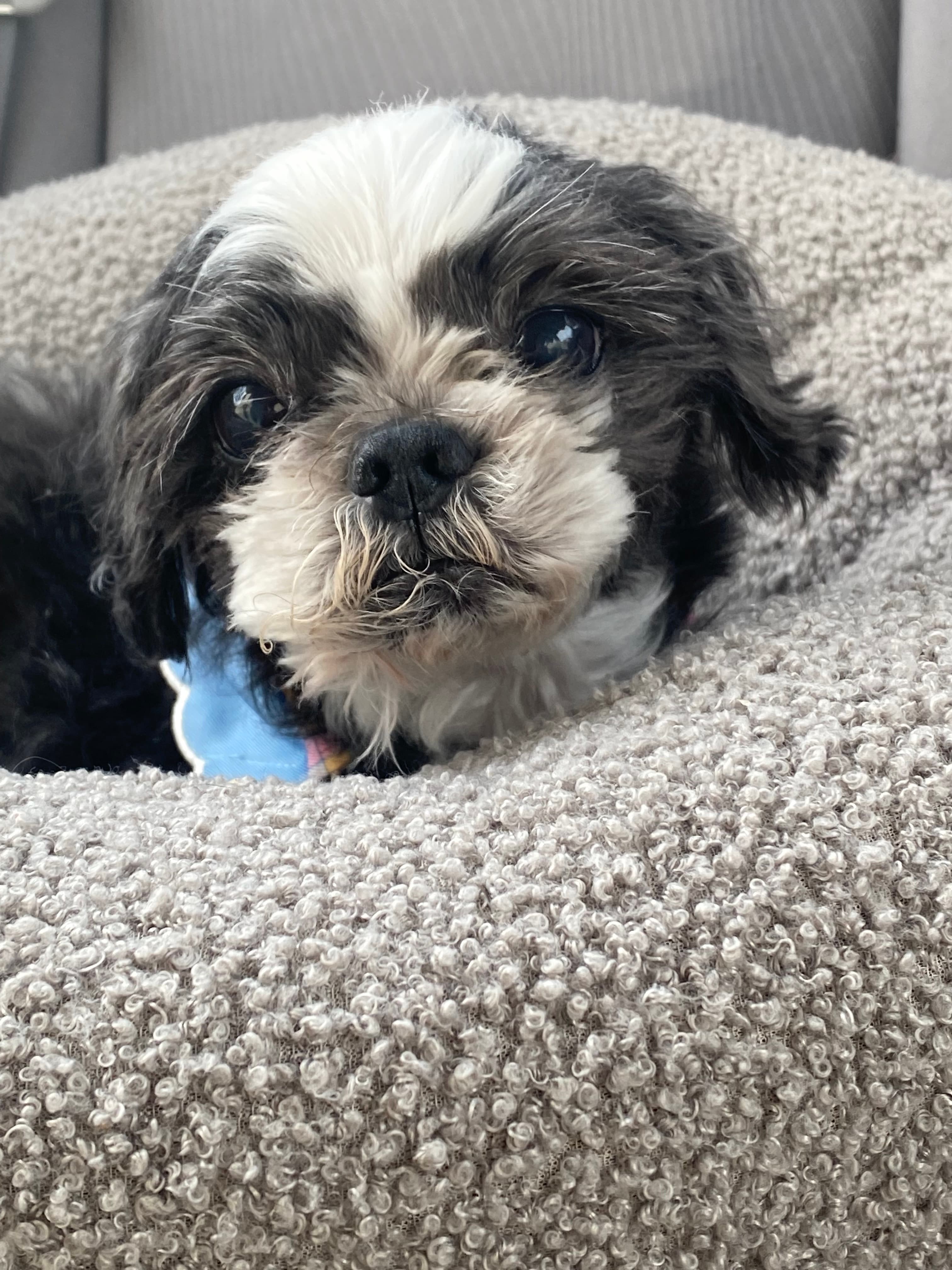 Older pups2